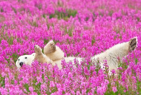 Header of afterdarknerd