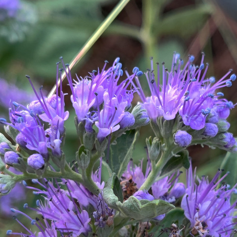 Header of arachnohoe