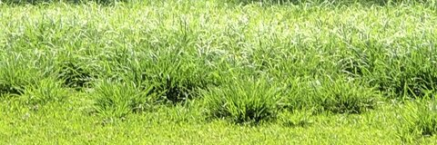 Header of bigwill_84