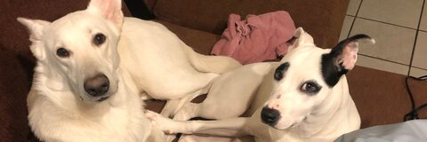 Header of bitchany94