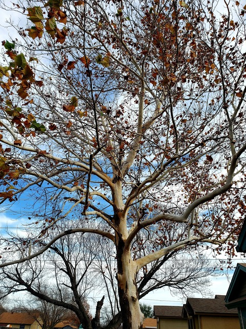 Header of captblacksack