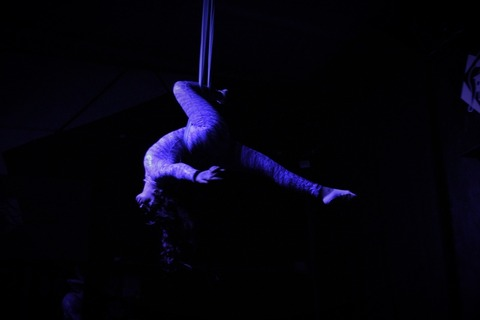 Header of eleveriaelegans