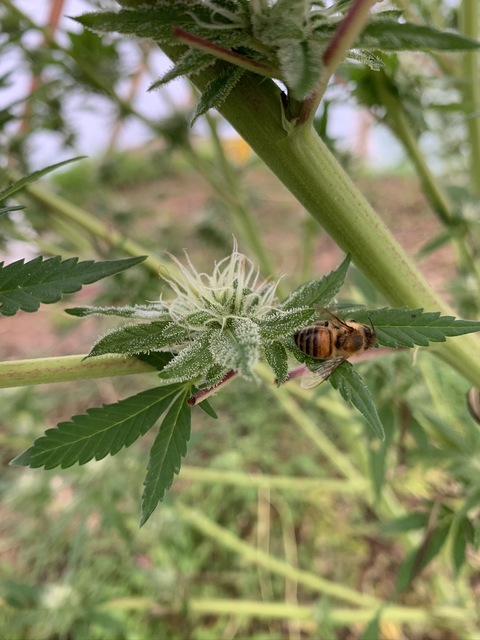 Header of farrahramone