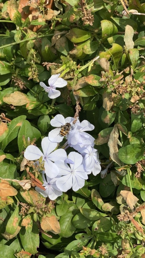 Header of forestbabe