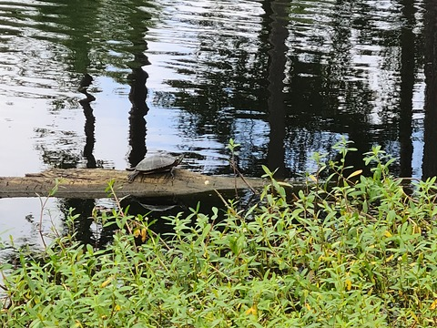 Header of golferballz