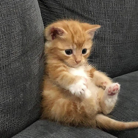 Header of heavensnnt