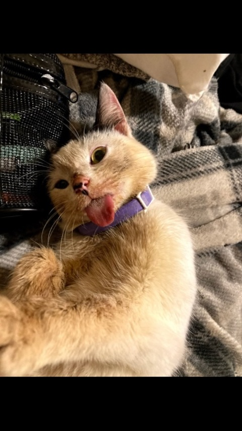 Header of katiewithstix