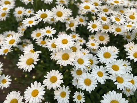 Header of kinkyspacexdragon