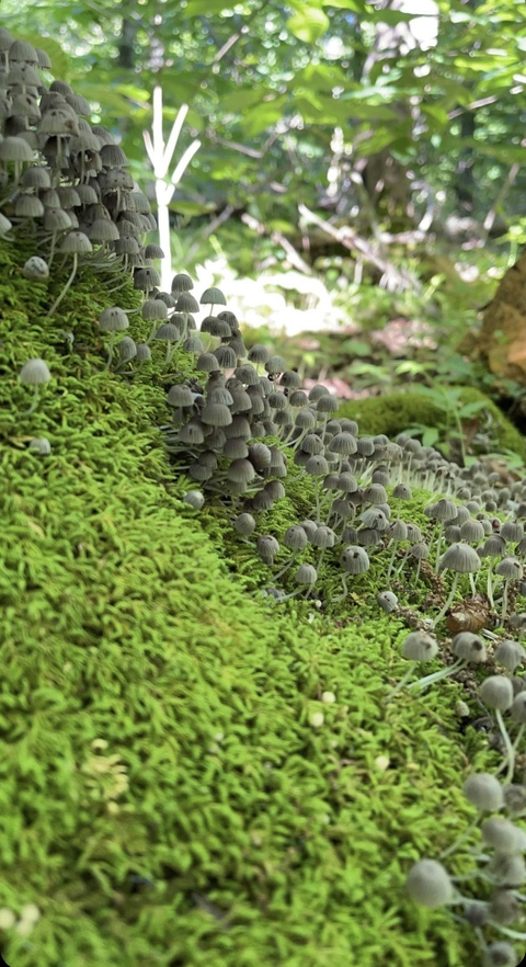 Header of littlelingling