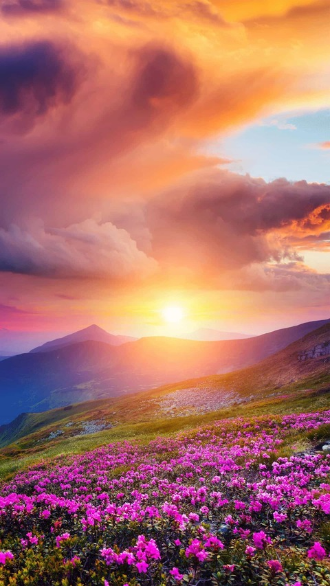 Header of mandyrosse7991