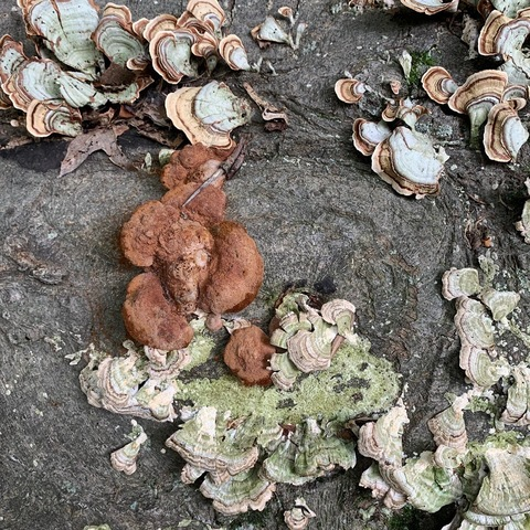 Header of moldiefairie