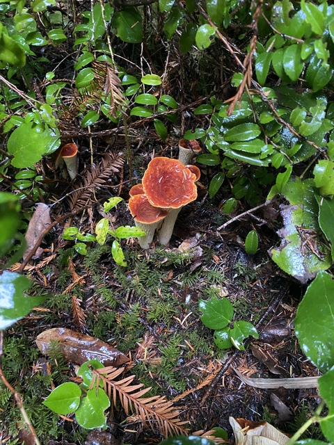 Header of piper_jade888