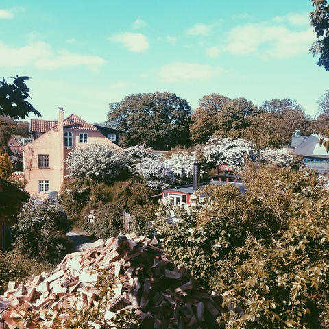 Header of pippimarie