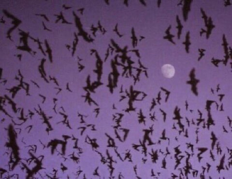 Header of playgh0ulie