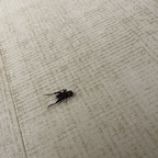 prettypenis69 avatar