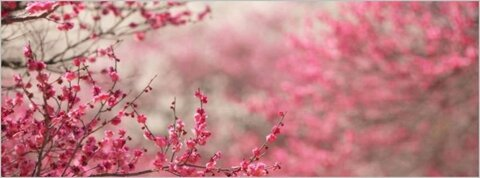Header of sakura_minx
