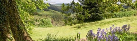 Header of shessanangel