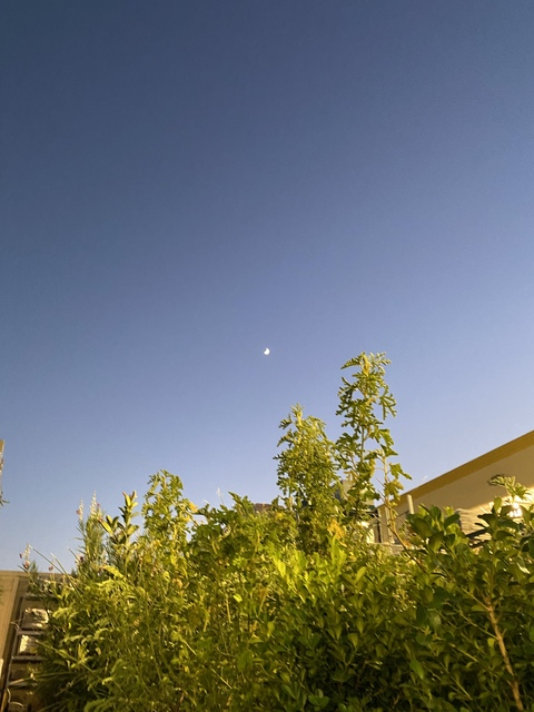 Header of sweetpoppy